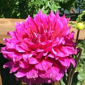 Meet your Posher, Alice